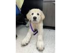 Adopt Alfie a Great Pyrenees