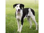 Adopt Cooper a Terrier, Labrador Retriever