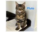 Adopt Pluto a Domestic Medium Hair