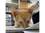 Adopt Wheel of Fortune a Domestic Short Hair