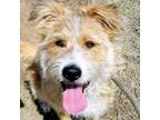 Adopt Scruffs - Super sweet guy, 40lbs, loves people! Adopt $25!