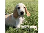 Adopt Ray Charles a Treeing Walker Coonhound, Mixed Breed