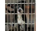 Adopt Mikle CFS# 240046739 a Pit Bull Terrier