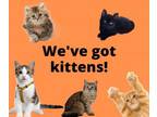 Adopt KITTENS! a Domestic Short Hair