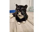 Silvestre, Domestic Shorthair For Adoption In Palatine, Illinois