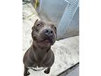 Arabella, American Pit Bull Terrier For Adoption In Sebastian, Florida