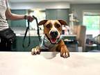 Zahara Sahara, American Pit Bull Terrier For Adoption In Marysville, Washington