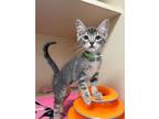 Adopt Kitty Perry a Domestic Short Hair