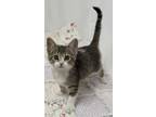 Adopt Yippee a Domestic Short Hair