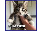 Adopt Eulithia a Domestic Medium Hair