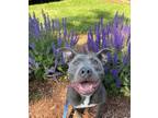 Adopt Brooke a Pit Bull Terrier
