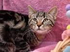Adopt Sniff a Domestic Short Hair