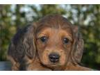 Mutt Puppy for sale in Evansville, IN, USA