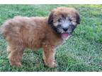 Soft Coated Wheaten Terrier Puppy for sale in Fort Worth, TX, USA