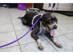 Adopt Cali a Wirehaired Pointing Griffon, Mixed Breed