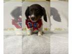 Dachshund PUPPY FOR SALE ADN-798854 - Mix of very cute long and short haired