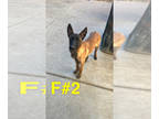 Belgian Malinois PUPPY FOR SALE ADN-798882 - 1 female pup