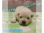 American Eskimo Dog PUPPY FOR SALE ADN-798896 - Miniature American Eskimo Graham