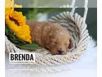 Goldendoodle (Miniature) PUPPY FOR SALE ADN-798943 - Brenda