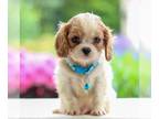 Cavalier King Charles Spaniel PUPPY FOR SALE ADN-799000 - Cavalier King Charles