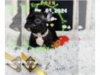 French Bulldog PUPPY FOR SALE ADN-799105 - Gucci AKC French Bulldog