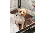 Adopt Penelope a Yorkshire Terrier