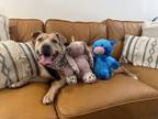 Adopt Shiloh Mendoza a Pit Bull Terrier, Labrador Retriever