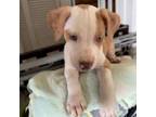 Adopt Cereal Litter: Cheerios a Catahoula Leopard Dog, Mixed Breed