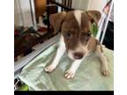 Adopt Cereal Litter: Honey Combs a Catahoula Leopard Dog, Mixed Breed