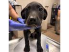 Adopt [phone removed] "Nanny AKA Princess" a Black Labrador Retriever