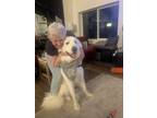 Adopt Clyde a Great Pyrenees