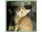 Adopt Apollo a Domestic Medium Hair, Domestic Short Hair