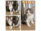 Adopt Orion - NN - SR3 a Domestic Short Hair