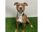 Adopt Solstice a Pit Bull Terrier