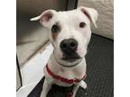 Adopt Jelly Bean a American Staffordshire Terrier, Mixed Breed