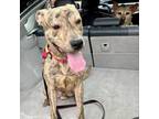 Adopt Tig a Pit Bull Terrier, Mixed Breed