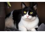 Adopt Jack Frost a Domestic Short Hair