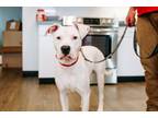 Adopt Mr. Clean a Pit Bull Terrier, Mixed Breed