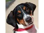 Adopt Gizmo a Beagle, Mixed Breed