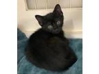 Adopt Total Eclipse a Domestic Short Hair