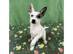 Adopt Glacier a Wirehaired Terrier