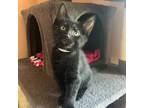 Adopt Marbles Kitten: Yo-Yo a Domestic Short Hair