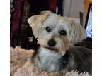 Adopt Mickey a Yorkshire Terrier