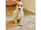 Adopt Peroni a Terrier, Mixed Breed