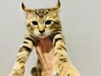 F2 Savannah Lynx Jungle Cat