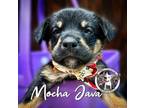 Adopt Mocha Java Cookie a German Shepherd Dog, Labrador Retriever