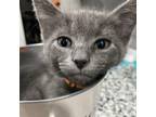 Adopt Lil Timmy a Domestic Short Hair