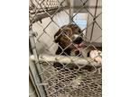 Adopt Hampton a Pit Bull Terrier