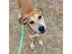 Adopt Chives a Mixed Breed