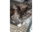 Adopt Chewy (Thompson 4 Litter) a Domestic Long Hair